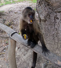 Снова обезьянка угостилась банановыми чипсами.