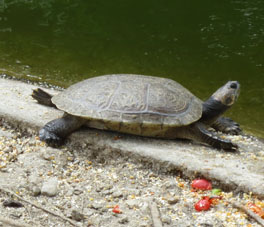 Черепаха на берегу пруда.