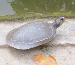 Черепаха на берегу пруда.