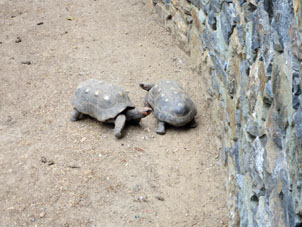 Черепахи моррокой гуляют по вольеру.