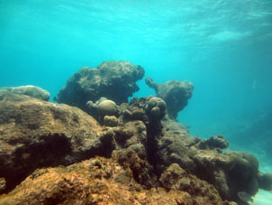 Кораллы у атолла Сомбреро, если плыть дальше в Карибское море.