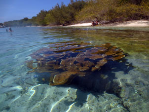 Вот такие кораллы рядом с внутренним (юго-восточным) берегом атолла Сомбреро  в национальном парке Моррокой.