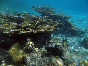 Другой такой же коралл примерно там же у атолла Сомбреро в национальном парке Моррокой.