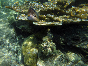 Другой такой же коралл примерно там же у атолла Сомбреро в национальном парке Моррокой.