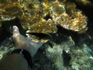 Эти рыбки плавали около моих рук и даже иногда клевали часы у атолла Сомбреро в национальном парке Моррокой.