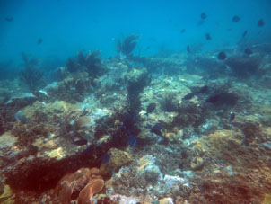Коралловый риф на полпути до Катики.