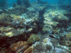 Коралловый риф на полпути до Катики.