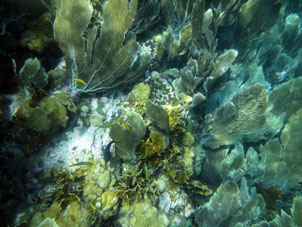 Кораллы около Катики.