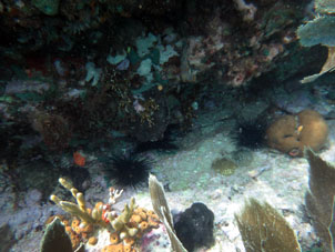Кораллы и морские ежи около Катики.