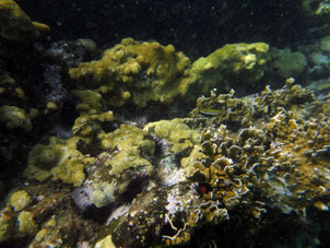 Кораллы около Катики.