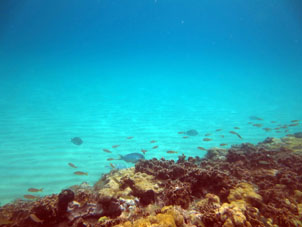 Коралловый риф прямо перед пляжем Катика, над которым лодочники любят оставлять свои лодки.