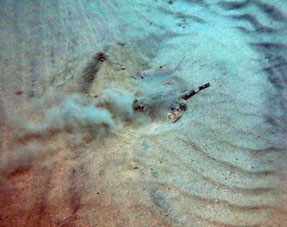 Ещё одного ската песком заносит, а над ним плавает рыбка.