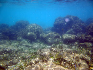 Подводный мир Карибского моря у берега атолла Саль.