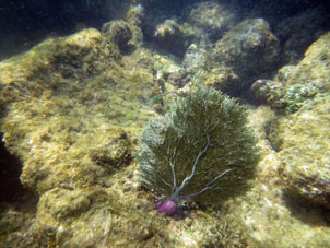 Подводный мир Карибского моря у берега атолла Саль.