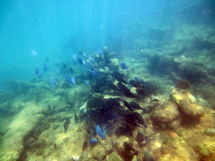 Подводный мир Карибского моря у атолла Саль.