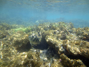 Подводный мир Карибского моря у атолла Саль.