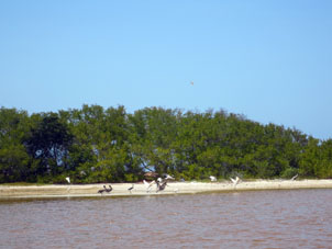 Цапли и пеликаны на берегу лимана.