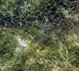 Рыба среди морской травы.