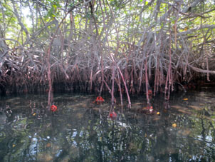 Кораллы осевшие на корнях красного мангра.