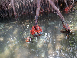 Кораллы осевшие на корнях красного мангра.