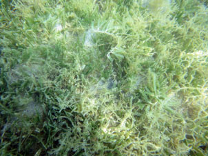 Подводная трава,
