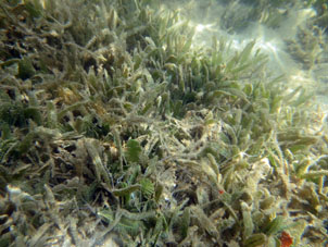 Морская трава на дне лагуны.