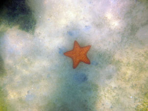 А потом на "полянах" морских трав стали встречаться морские звёзды.