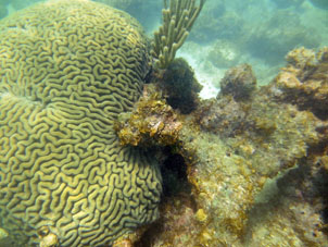 Ну, а это кораллы в центре лагуны.