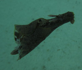 Вот такое морское животное плавало в берега Куягуа.
