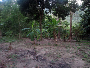 Посадки бананов недалеко от посёлка Куягуа.
