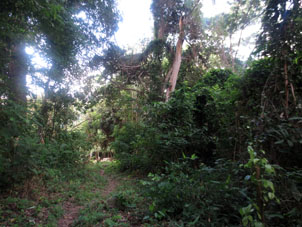 Лес в окрестностях Куягуа.