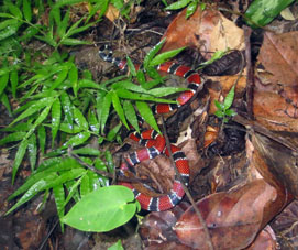 Коралловая змея в окрестностях Куягуа.