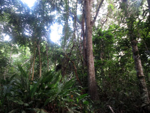 Лес в окрестностях Куягуа.