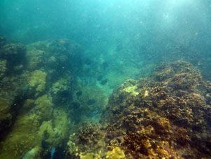 Кораллы вблизи Куягуа.