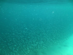 Рыбий косяк у берега Куягуа.