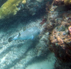 Такие рыбы живут в подводных пещерах или од камнями и косяки не образуют.