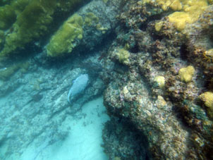 Такие рыбы живут в подводных пещерах или од камнями и косяки не образуют.
