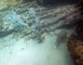 Такие рыбы живут в подводных пещерах или од камнями и косяки не образуют..