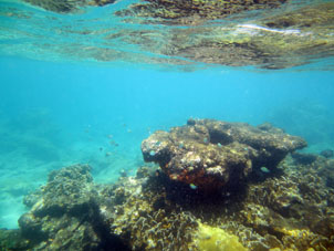 Кораллы у берегов Карабобо (к востоку от Патанемо).