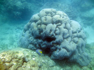 Кораллы у берегов Карабобо (к востоку от Патанемо).
