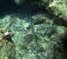На Чёрном море таких рыб зовут рыбами-иглами, но эти намного крупнее.
