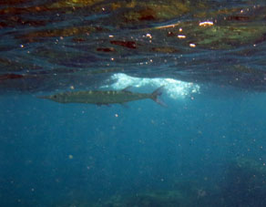 А вот в Тропиках такую рыбу называют Иглой.
