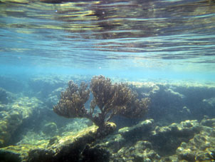 Коралловая отмель около острова Длинный (Исла Ларга).