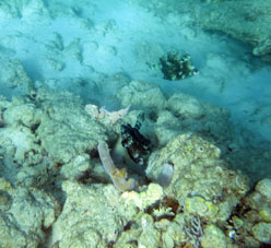 А это склон коралловой отмели около острова Длинный (Исла Ларга).
