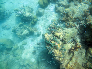 Рыбы на коралловой отмели у Острова Длинный (Исла Ларга).