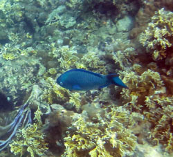 Рыба Попугай в водах штата Карабобо у Острова Длинный (Исла Ларга).