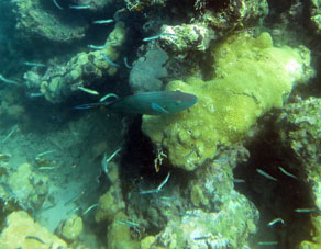 Рыба Попугай в водах штата Карабобо у Острова Длинный (Исла Ларга).
