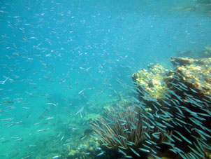 Рыбы в водах штата Карабобо у Острова Длинный (Исла Ларга).