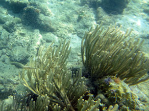 Кораллы в водах штата Карабобо у Острова Длинный (Исла Ларга).