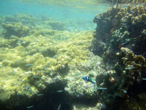 Кораллы в водах штата Карабобо у Острова Длинный (Исла Ларга).